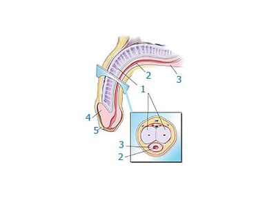 โครงสร้างองคชาต